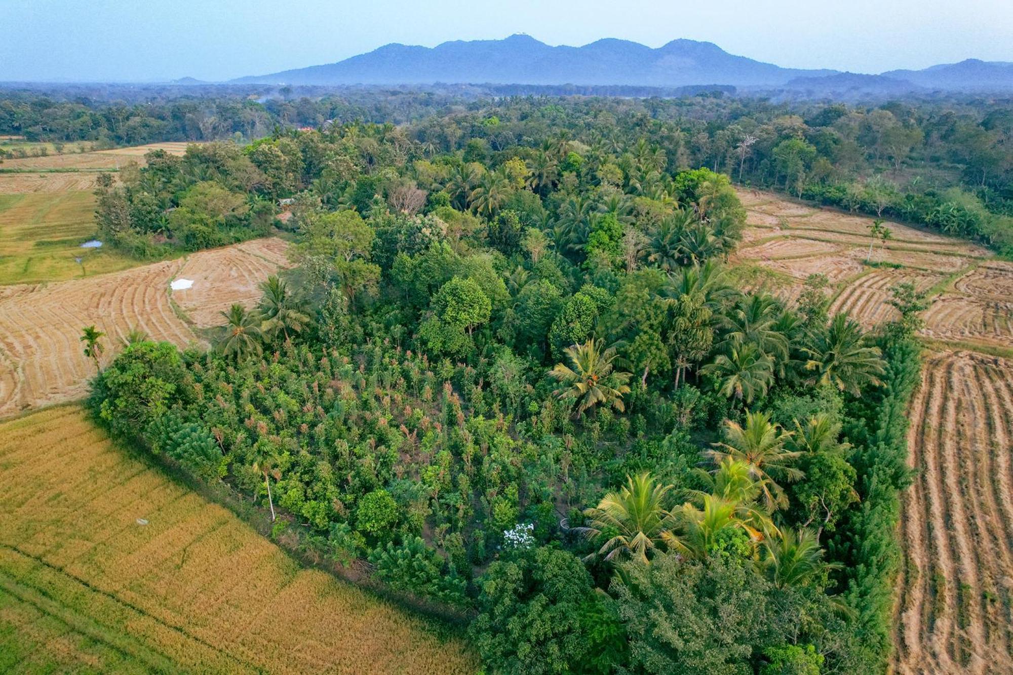 Mailagama Cinnamon Residence Kataragama Kültér fotó